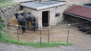 offenstall-fressplatz-2